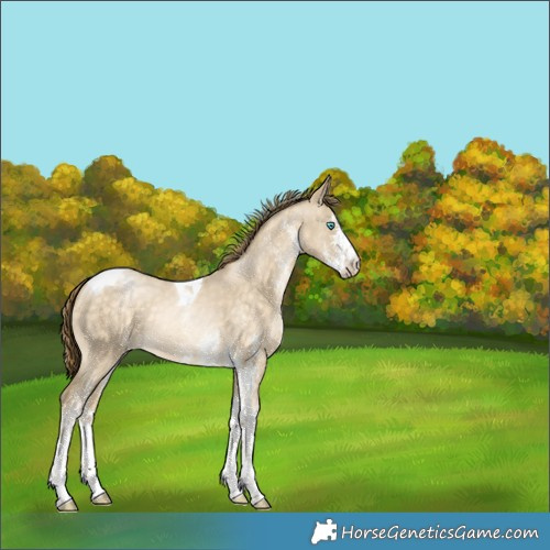 Horse Color:White Spotted Buckskin Pearl Dun Tobiano Varnish Rabicano 