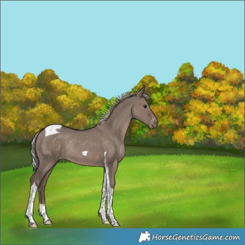 Horse Color:Silver Grullo Tobiano Varnish Rabicano 