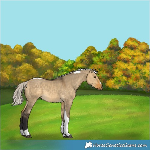 Horse Color:Silver Buckskin Dun Tobiano