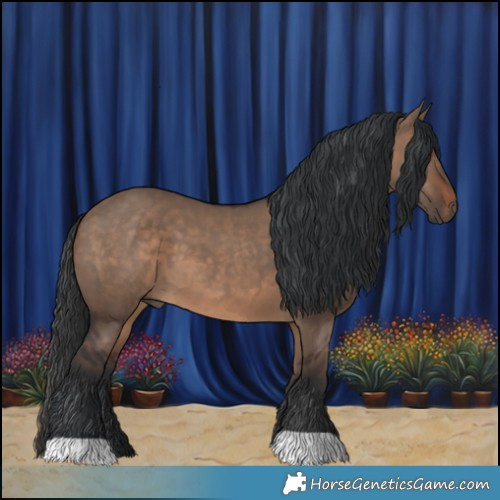 Horse Color:Brown Dun