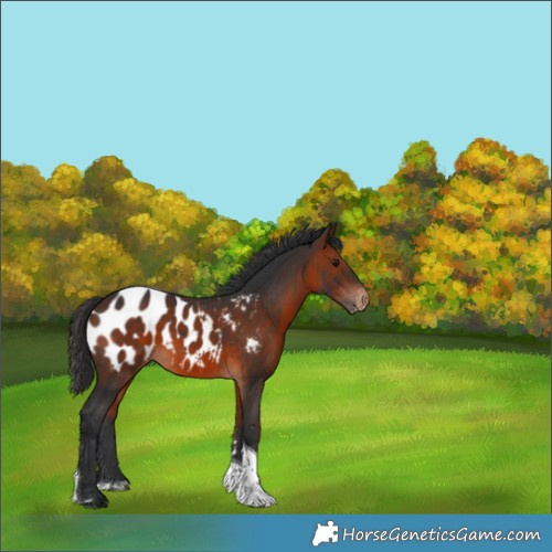 Horse Color:Brown Tobiano Appaloosa 