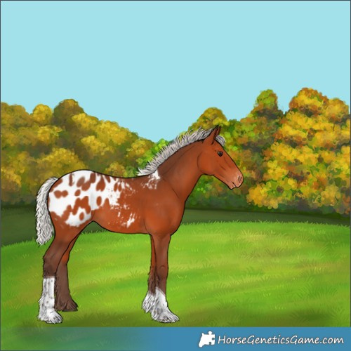 Horse Color:Silver Bay Tobiano Blanket 