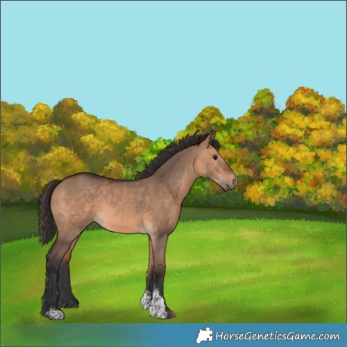 Horse Color:Bay Dun Sabino