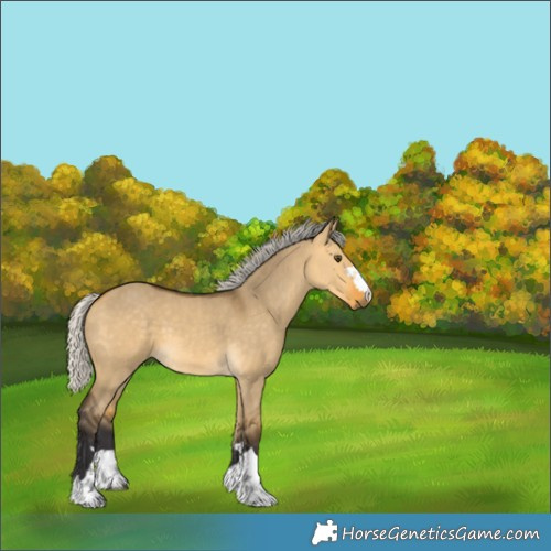 Horse Color:Silver Buckskin Dun 