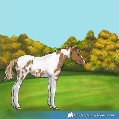 Horse Color:Chocolate Palomino Dun Tobiano Blanket 