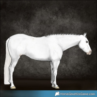 Horse Color:White Spotted Silver Buckskin Sabino Rabicano 