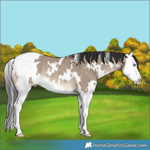 Horse Color:White Spotted Brown Dun Splash Rabicano 