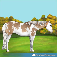 Horse Color:White Spotted Silver Buckskin Splash Rabicano