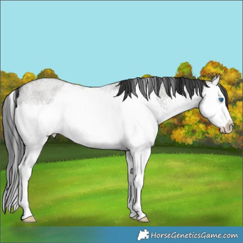 Horse Color:White Spotted Grullo Roan Splash