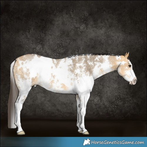 Horse Color:White Spotted Buckskin Dun Sabino 