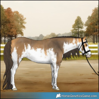 Horse Color:White Spotted Buckskin Rabicano 