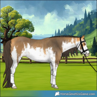 Horse Color:White Spotted Buckskin Rabicano