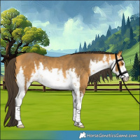 Horse Color:White Spotted Buckskin Rabicano 