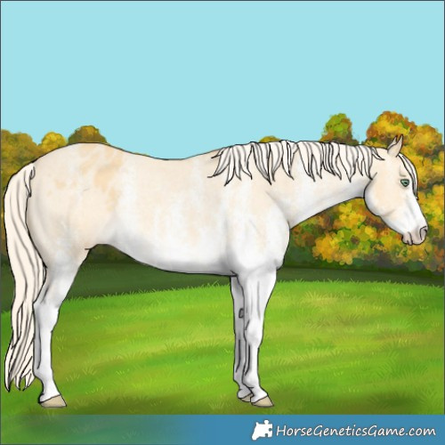 Horse Color:White Spotted Gold Cream Champagne Dun Appaloosa Rabicano