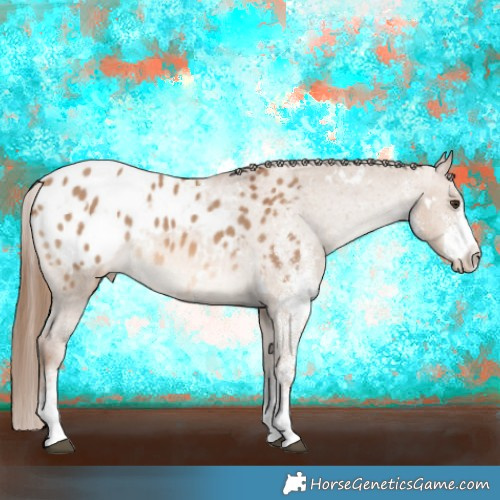 Horse Color:White Spotted Red Dun Appaloosa Rabicano 