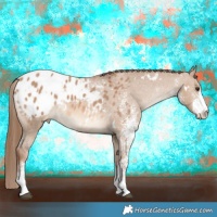 Horse Color:White Spotted Red Dun Appaloosa Rabicano