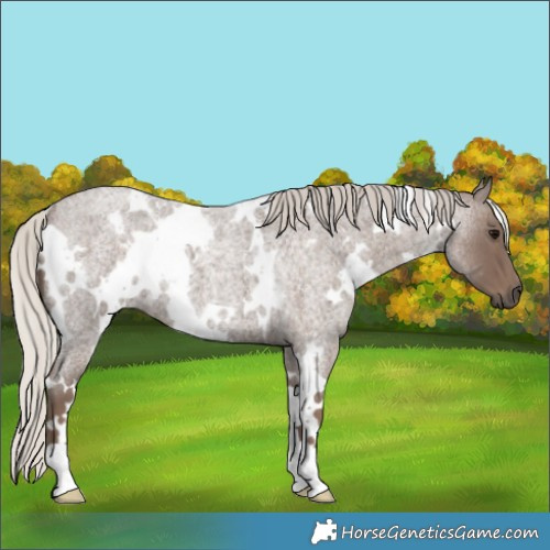 Horse Color:White Spotted Silver Blue Roan