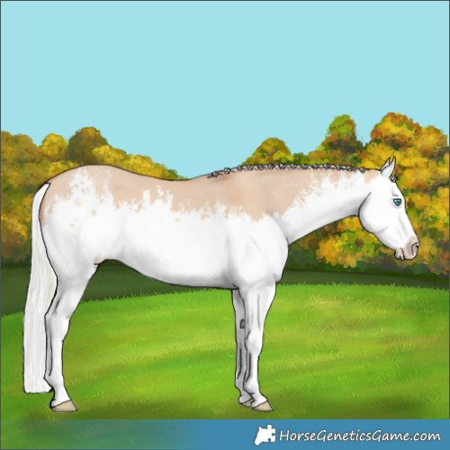 Horse Color:White Spotted Silver Amber Champagne Dun Splash 