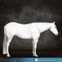 Horse Color:Smoky Black Sabino Appaloosa