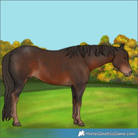 Horse Color:Liver Chestnut 