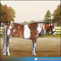 Horse Color:Bay Sabino 