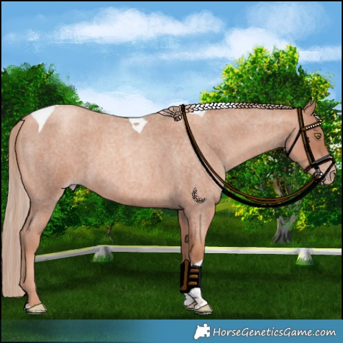 Horse Color:Gold Champagne Roan Tobiano 