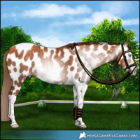 Horse Color:Gray Gold Champagne Tobiano Frame Appaloosa 