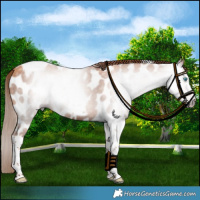 Horse Color:Gray Gold Champagne Tobiano Frame Near Leopard 