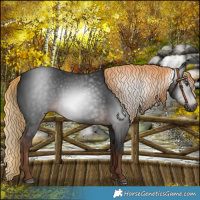 Horse Color:Gray Liver Chestnut Rabicano