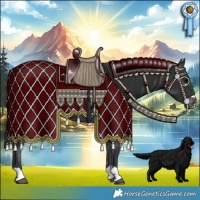 Horse Color:Black Appaloosa