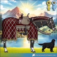 Horse Color:Black Appaloosa