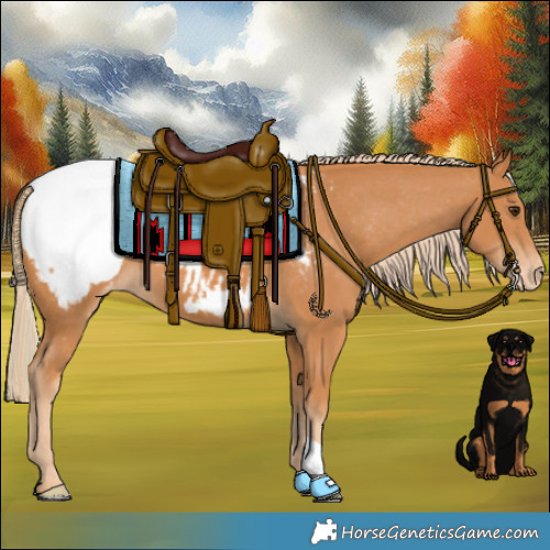 Horse Color:Chestnut Appaloosa 