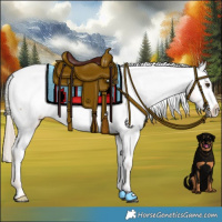 Horse Color:Chestnut Snowcap 