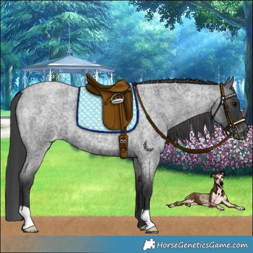 Horse Color:Blue Roan Appaloosa