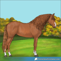Horse Color:Chestnut 