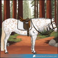 Horse Color:Chestnut Appaloosa 