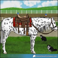 Horse Color:Black Appaloosa 