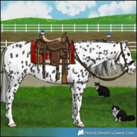 Horse Color:Black Appaloosa 