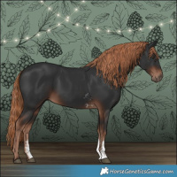 Horse Color:Liver Chestnut Sabino 