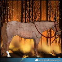 Horse Color:Red Roan 