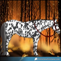 Horse Color:Black Appaloosa