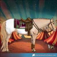 Horse Color:Chestnut Appaloosa 