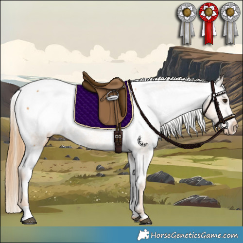Horse Color:Chestnut Appaloosa 