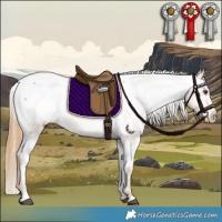 Horse Color:Chestnut Appaloosa 
