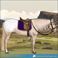 Horse Color:Chestnut Appaloosa