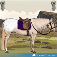 Horse Color:Chestnut Appaloosa 