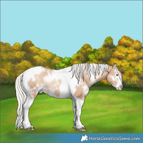 Horse Color:White Spotted Silver Brown Pearl Dun Splash Tobiano Rabicano 