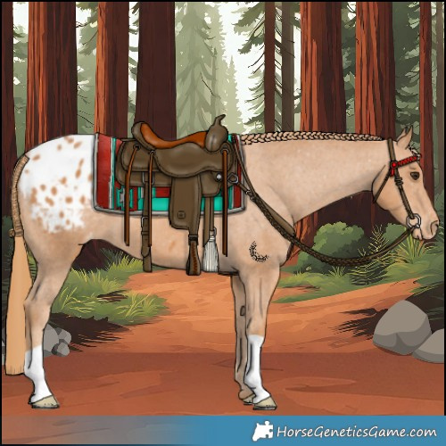 Horse Color:Chestnut Appaloosa 