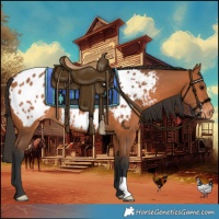 Horse Color:Bay Appaloosa 