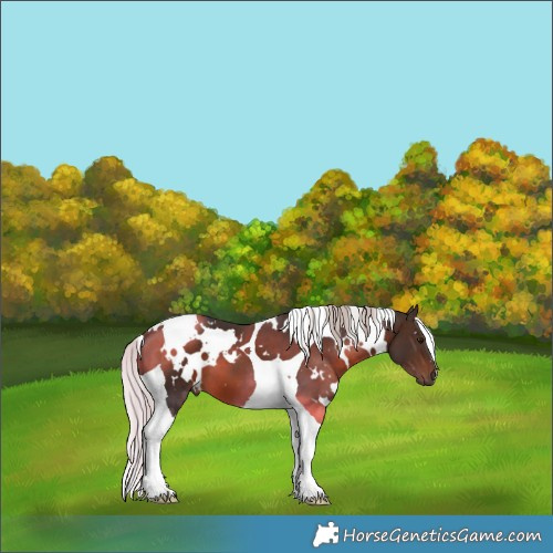 Horse Color:White Spotted Silver Brown Tobiano 